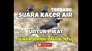 suara pikat kacer air menintin besar paling joss