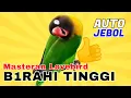 Masteran Lovebird Jantan Birahi Tinggi Untuk Masteran Lovebird Jebol Birahi Lanjut Bunyi