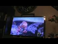 Finding Nemo VHS 2003 Nemo gets Captured Nemo gets Captured Nemo gets Captured Nemo gets Captured