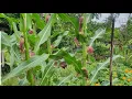 Download Lagu Cara menanam jagung dengan cepat / Cara menanam jagung yang benar