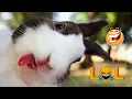 Download Lagu Kelinci LUCU Viral 😅 Kumpulan Video Kelinci Lucu Funny Bunny 😂 Rabbit Core #funny #funnyanimals