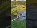 Download Lagu CROCODILE ATTACKS!!🐊 (wait for it)