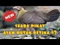 Download Lagu ✅ SUARA PEMIKAT TERBAIK AYAM HUTAN BETINA || MUDAH DAN CEPAT BERHASIL