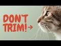 Will Trimming My Dog or Cat s Whiskers Hurt Them