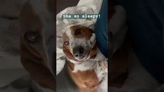 Our basset hound Ava is always so sleepy #dog #bassethound #sleep #rufflife