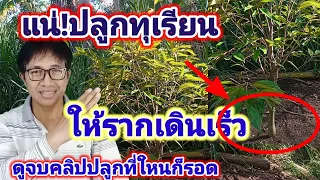 ปลูกทุเรียนให้รากเดินเร็ว!ปลูกทุเรียนในสวนกล้วย#ทุเรียน#วิธีปลูกทุเรียน#สวนทุเรียน#ดูแลทุเรียน