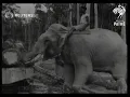 Download Lagu Olifanten gebruiken hun kracht om onze oorlogsinspanningen te ondersteunen (1944)