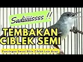 Download Lagu CIBLEK SEMI JANTAN GACOR TEMBAKAN MANTAL VOLUME UP