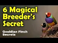 Gouldian Finch Secrets Magical Guide to Breeding Success Practical Proven Tips