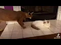 Caracal vs Ragdoll She s not messing around