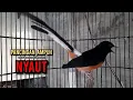 Lagu murai batu gacor AMPUH buat PANCINGAN murai batu agar bunyi JADIKAN burung murai gacor EMOSI