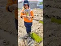 Basawah pokok murah