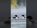 Common loons calling