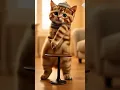 KITTEN Dance Party Like You've Never Seen Before! #cat #cute #catplay #catworld