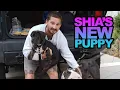 Delivering Shia Labeouf s New Puppy