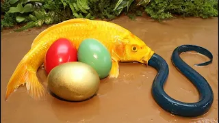Stop motion ASMR - Catfish hunting Colorful carp koi fish  - 다채로운 잉어물고기 | 거대한 개구리 - 무지개 메기/ 스톱 모션
