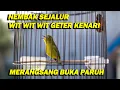 Download Lagu PANCINGAN PLECI NEMBAK SEJALUR WIT WIT WIT KENARI , MERANGSANG BUKA PARUH