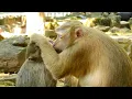 Discovering the Purpose of Monkey Grooming ASMR