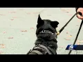 Ready or not Greenville County Sheriff s Office search and rescue dogs use hide-and-seek to find