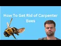 How To Get Rid of Carpenter Bees Safely and Naturally