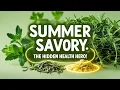 Summer Savory The Secret Herb for Digestion Inflammation Antioxidants