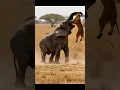 Download Lagu A Mother’s Fury: Elephant Strikes Back After Lion Targets Her Calf #shorts #elephantvslion