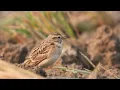 Lagu Mongolian Short-toed Lark (Sykes Short-toed Lark) singing in wintering ground in India