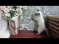 Nina - Seal Point Siamese Kitten