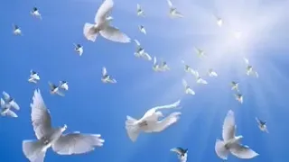 الابداع العامري على طرف جناحك يا حمام 