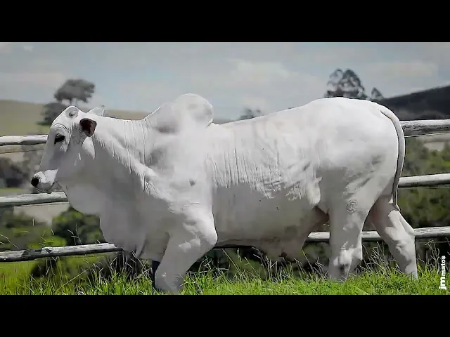 Touro Nelore SGN - 2558