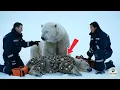 Download Lagu Mother Bear and Baby Rescue Mission 🐻 | Heartwarming Story