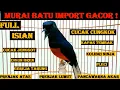 Download Lagu MURAI BATU IMPORT GACOR FULL ISIAN MATERI MEWAH - PANCINGAN MURAI BATU AGAR GACOR - SHAMA