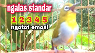 pleci buxtoni ngalas 12345 pancingan pleci omyokan agar cepat bunyi