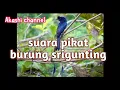 Download Lagu Suara pikat burung srigunting mp3