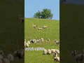 Lagu ⬆️Kangal Dogs protecting sheep from predators - by Sebi Cotu   #viral #shorts #shortvideo