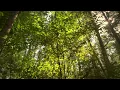 Miller-Kirkman Preserve