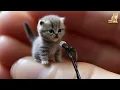 Download Lagu KUCING SHOLAWATAN YA HANANA | Kucing Shalawat