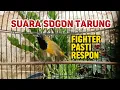 Lagu SUARA SOGON TARUNG PENDONGKRAK FIGHTER LANGSUNG GACOR‼️#sogon #sogongacor #sogongacordor 