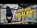 Suara Burung Kacer Bikin Lawan Emosi Gacor, Pancingan Kacer Agar Cepat Emosi Gacor