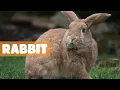 RABBITS EXPLORING THE WORLD OF LAGOMORPHS