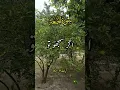 Download Lagu https://vm.tiktok.com/ZNd5XdauY/ #foryou #quranrecitation #quran #fyp #capcut