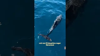 Voir et partager un moment avec les dauphins restera toujours incroyable pour nous… 🩵