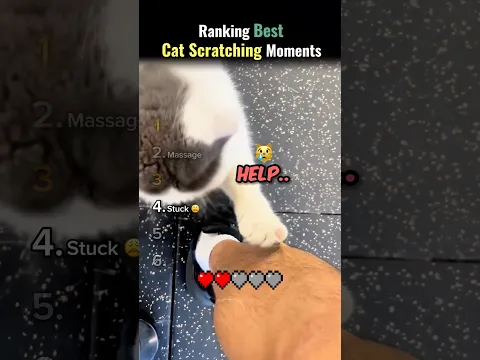 Ranking Best “Cat Scratching” Moments 😼🐾