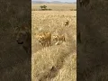 Download Lagu Nataanna and Her Cub Reunited with Lormasi’s Mom 🦁💛 #lion #lionesses #lioncubs #lionpride #bigcat
