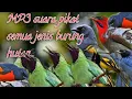 Download Lagu MP3 suara pikat semua jenis burung hutan||paling ampuh@jahid channel