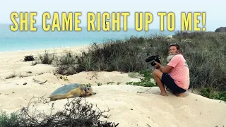 Ep 357 | Extraordinary Encounter With a Nesting Turtle, Kimberley, Sailing Nutshell