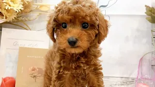               دندنها