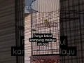 Download Lagu pleci nembak wit wit kenari #shorts