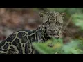 Download Lagu Discover the Natural Wonders of Borneo