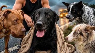 Resgatamos Um Cachorro Que Estava Prestes A Ser Atropelado Na Estrada 😮